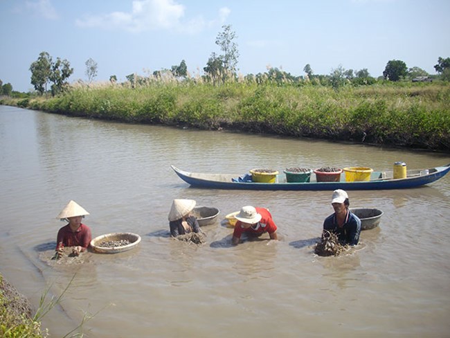 Kiên Giang: Phát huy hiệu quả mô hình nuôi sò huyết dưới tán rừng - Ảnh 1.