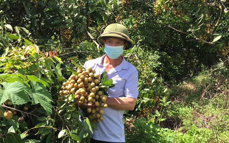 Tin vui cho quả nhãn: Nhật Bản sẽ chính thức mở cửa thị trường nhập khẩu trong tháng 11  - Ảnh 2.
