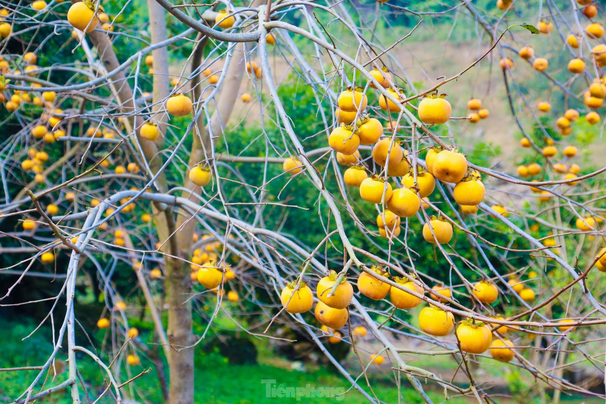 Mê mẩn ngắm mùa hồng chín trĩu quả trên cao nguyên Mộc Châu - Ảnh 10.