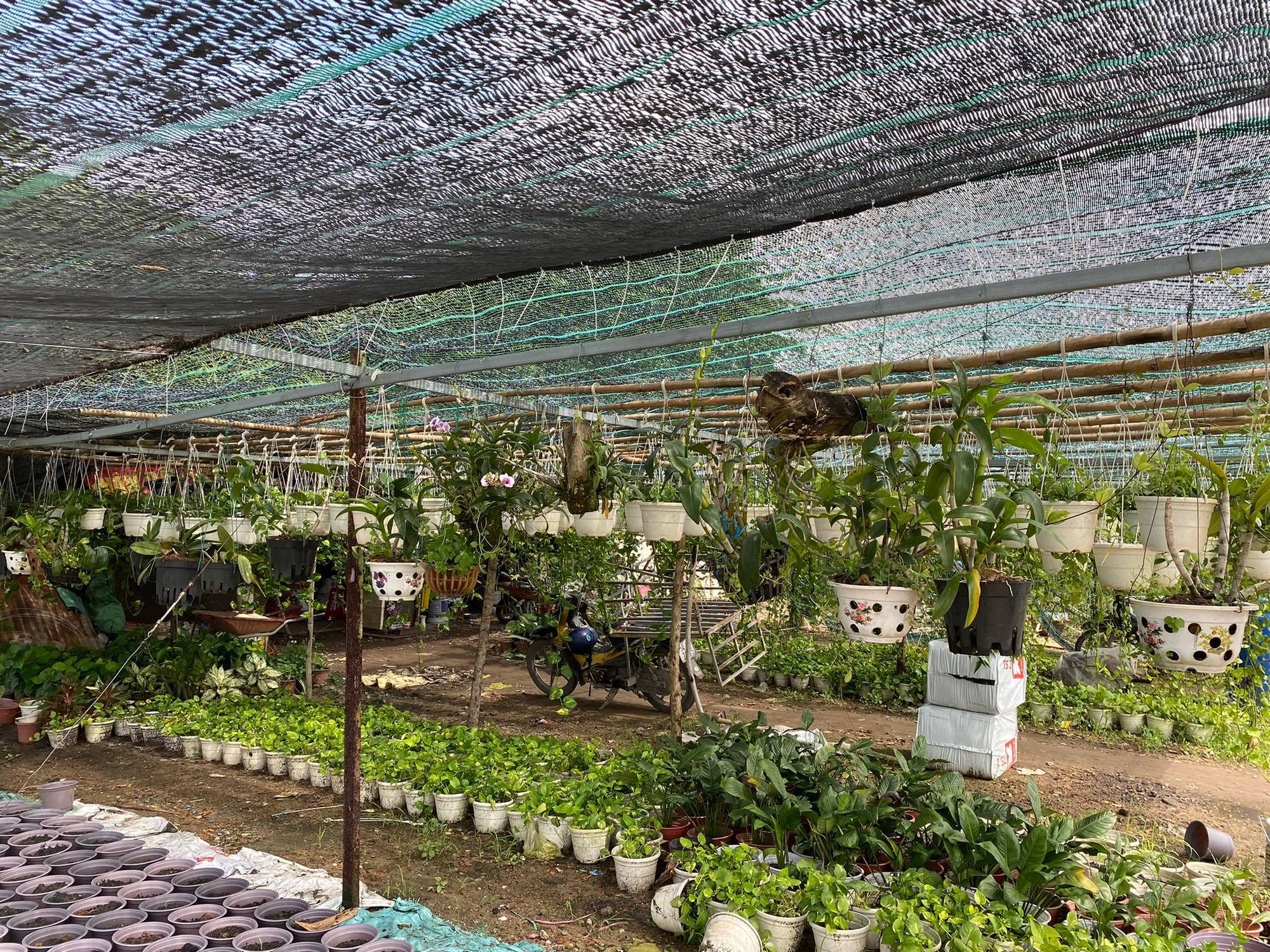 TP.HCM giảm diện tích trồng mía, lúa chuyển sang trồng rau, cây kiểng - Ảnh 4.