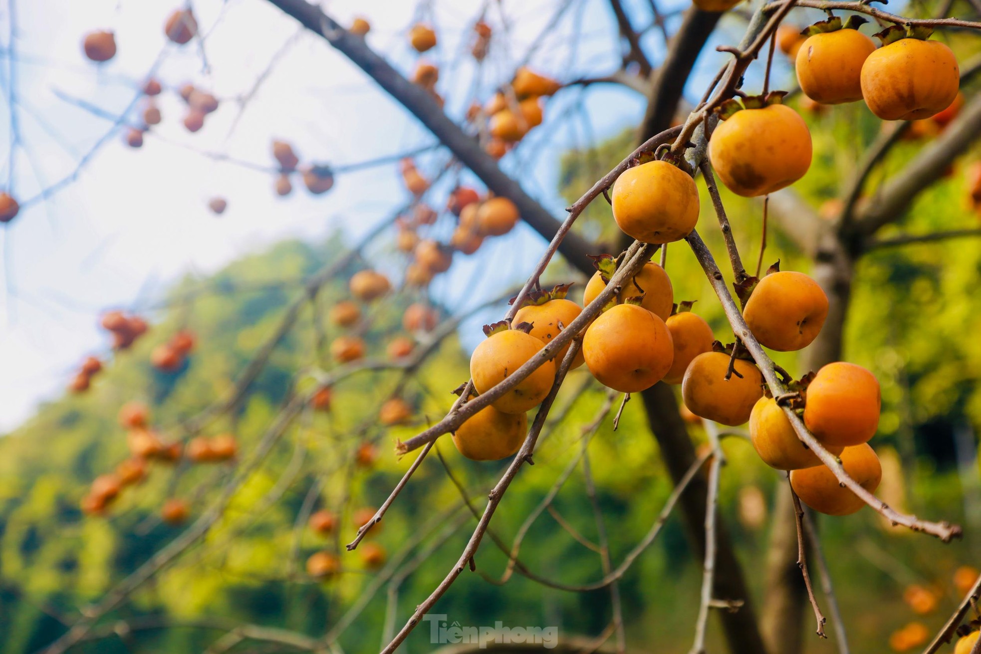 Mê mẩn ngắm mùa hồng chín trĩu quả trên cao nguyên Mộc Châu - Ảnh 6.