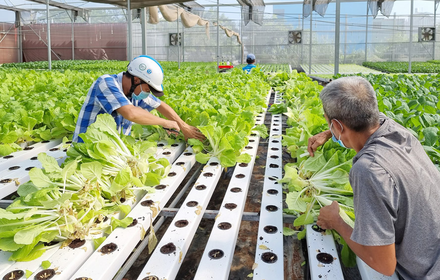 Chuyển mình bằng nông nghiệp công nghệ cao, đưa huyện lên thành phố - Ảnh 1.