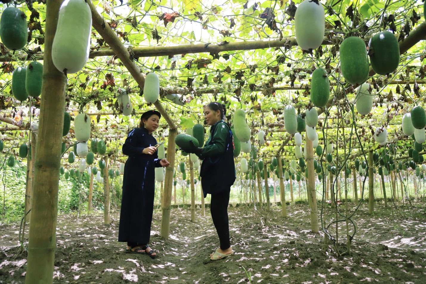 Xúc tiến tiêu thụ &quot;chắp cánh&quot; sản phẩm OCOP Bắc Kạn vươn xa - Ảnh 1.