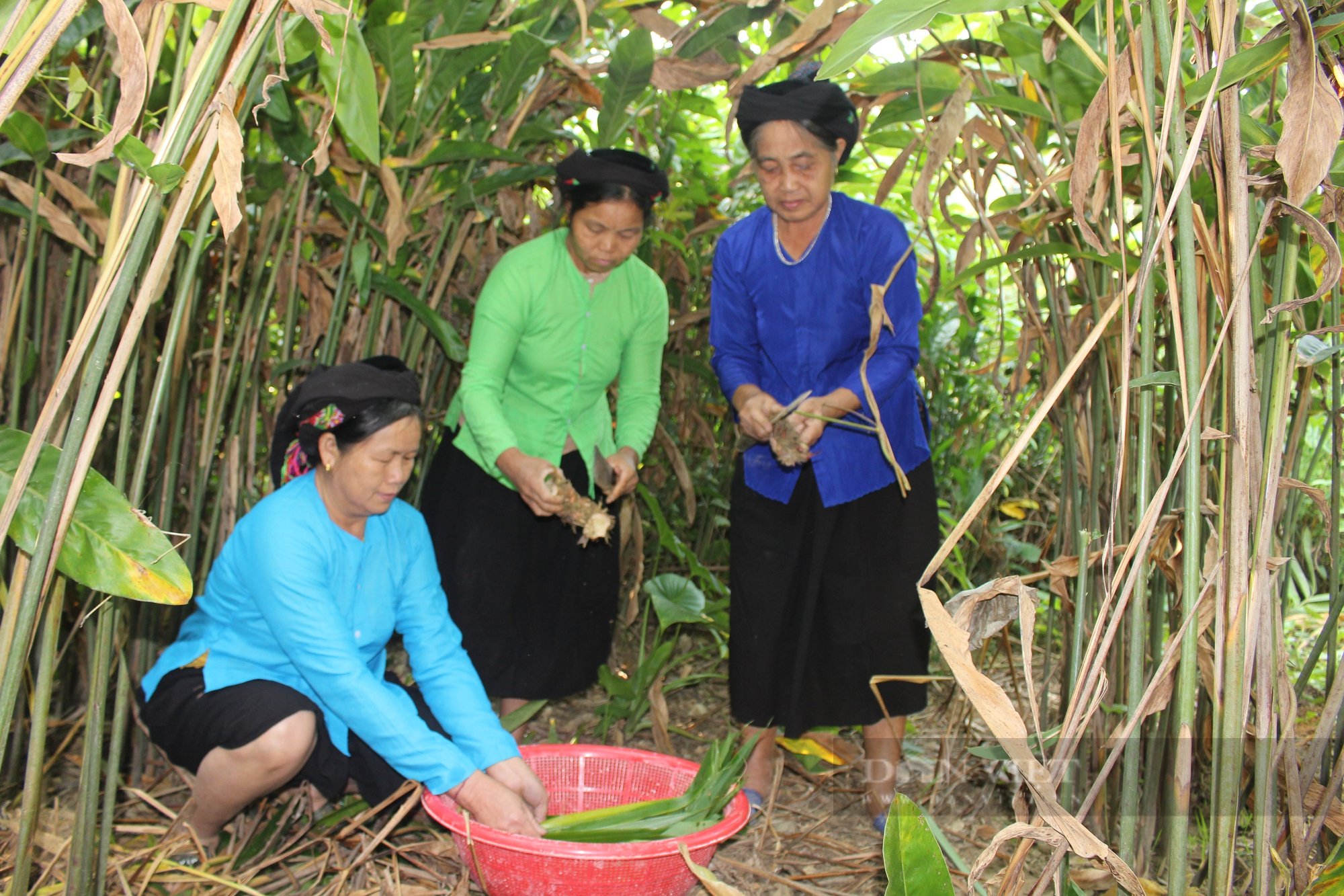 Men lá - Tinh hoa của núi rừng vùng cao Hà Giang - Ảnh 1.