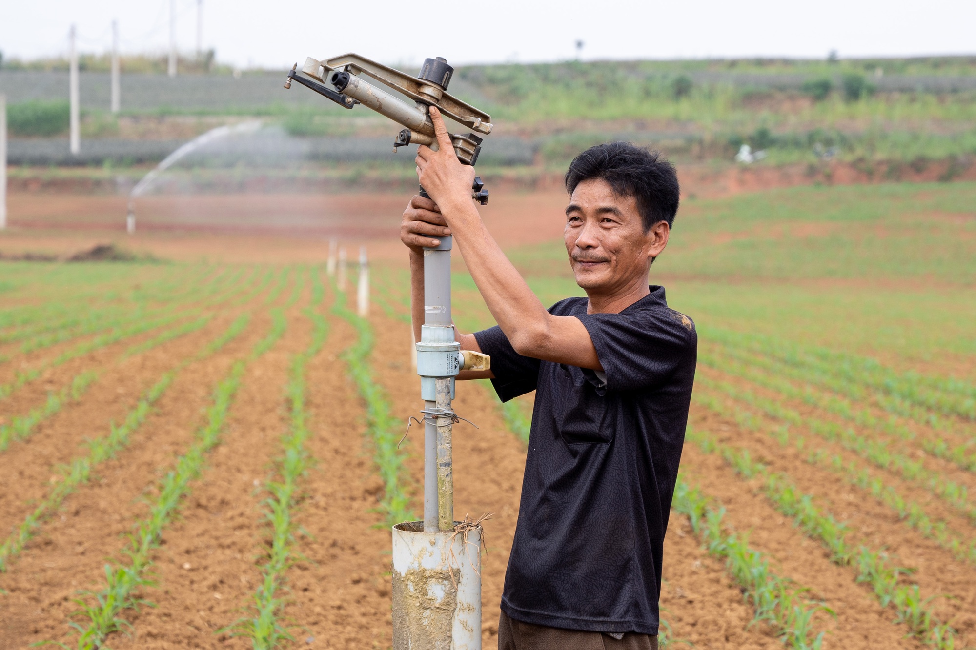 Thanh Hóa, Nghệ An trở thành công xưởng khổng lồ chế biến một loại thức ăn chăn nuôi  - Ảnh 1.