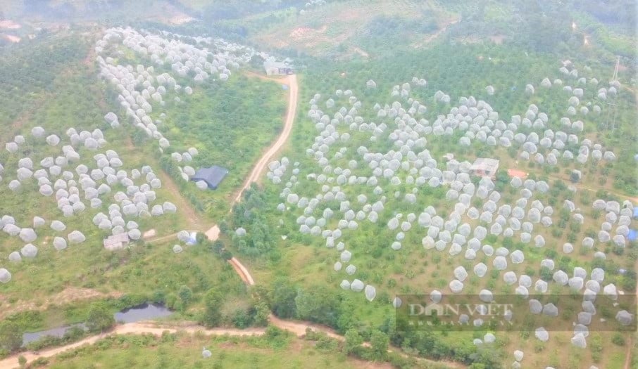 Vườn cam “mắc màn” trĩu quả của nông dân Hà Tĩnh, chưa hô bán, thương lái đặt cọc quả còn trên cây - Ảnh 3.