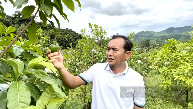 Phó Chủ tịch Hội NDVN Đinh Khắc Đính chủ trì Hội nghị giao ban Cụm thi đua số 4 tổ chức tại Quảng Ngãi- Ảnh 6.