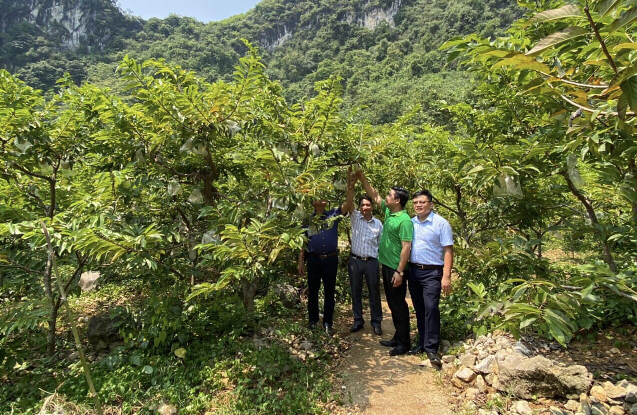 Bắt cây na &quot;đẻ&quot; quả trái vụ, có cây cho nửa tạ quả, nông dân Lạng Sơn thu tiền tỷ - Ảnh 1.