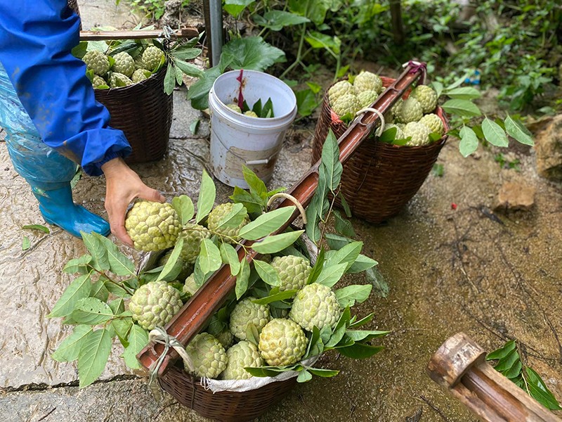 Bắt cây na &quot;đẻ&quot; quả trái vụ, có cây cho nửa tạ quả, nông dân Lạng Sơn thu tiền tỷ - Ảnh 4.