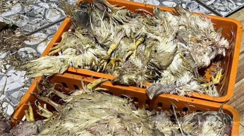 Đồng Nai: Chặn đứng 2,2 tấn gà chết, bẩn, bốc mùi hôi thối trong cơ sở giết mổ gà sắp tuồn ra thị trường - Ảnh 2.