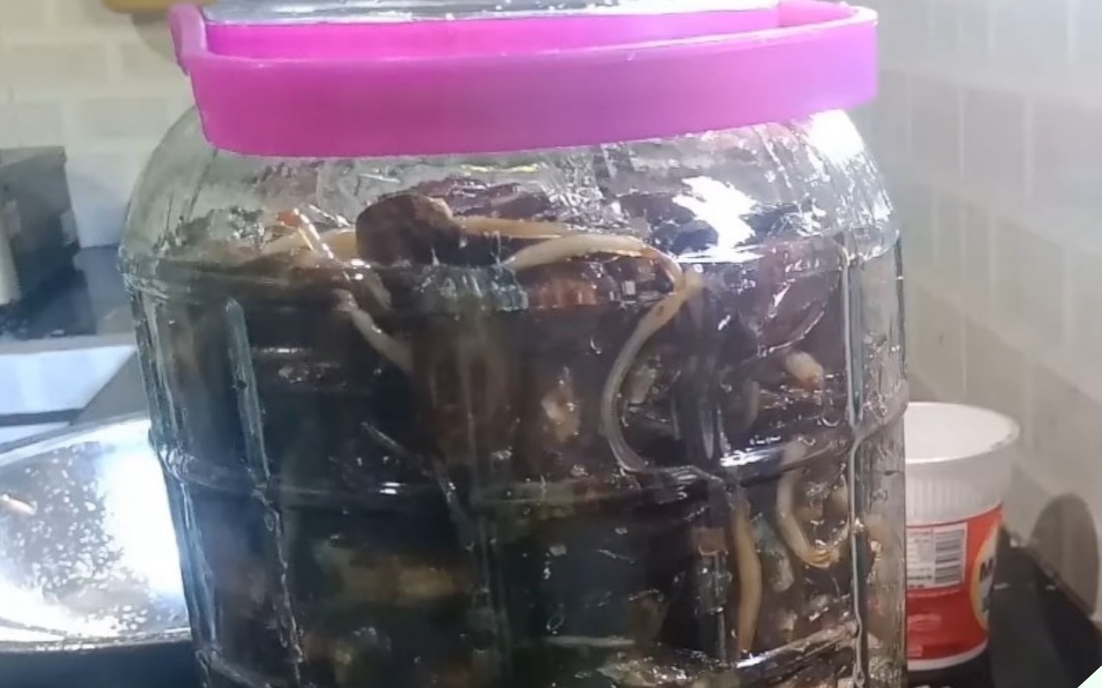 Con chân dài xấu lạ được ví như “thần dược đàn ông”, mua về xào chung với dứa bao nhiêu cũng thiếu - Ảnh 18.