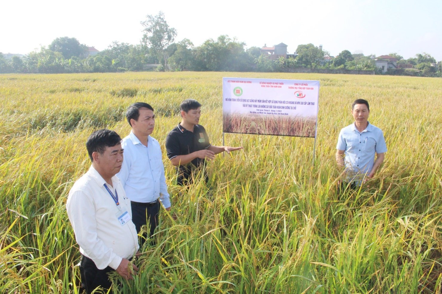 Nam Định: Trồng lúa mà không cần ngâm ủ hạt giống, không cần cày bừa, lúa vẫn tốt ngang bụng - Ảnh 1.