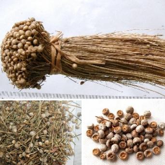 Bài thuốc nam hỗ trợ chữa đau mắt đỏ - Ảnh 1. Bài thuốc nam hỗ trợ chữa đau mắt đỏ - Ảnh 1.