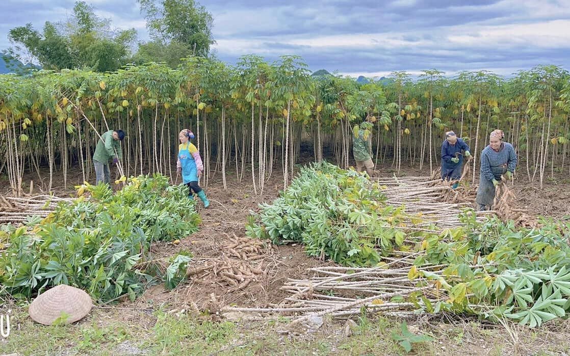 Cao Bằng: Trồng sắn cho "ăn" phân bón khép kín, nông dân nhổ lên khóm nào cũng chi chít củ