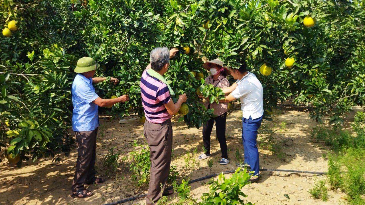 Sản xuất nông nghiệp hàng hóa giúp tạo việc làm, tăng thu nhập cho nông dân xã vùng cao của TP Hạ Long - Ảnh 2.