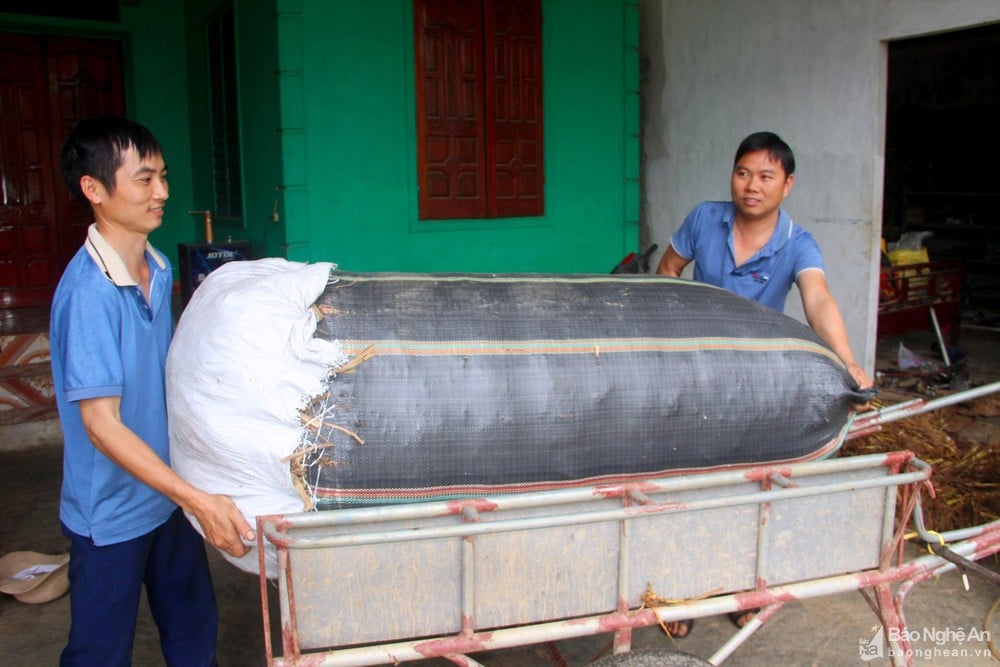 Cây hương bài là cây gì mà người dân Nghệ An kiếm gần  200 triệu đồng mỗi ha? - Ảnh 5.