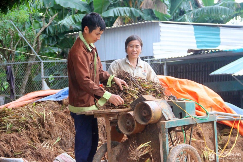Cây hương bài là cây gì mà người dân Nghệ An kiếm gần  200 triệu đồng mỗi ha? - Ảnh 4.