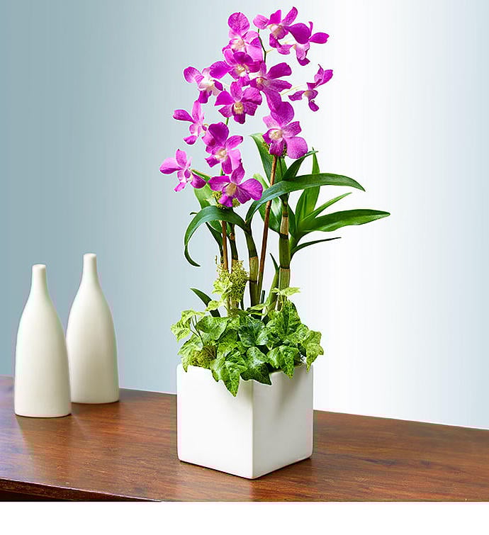 4 loại cây cảnh nên trồng trong nhà vào mùa đông để ngôi nhà của bạn thêm ấm áp hơn - Ảnh 1.