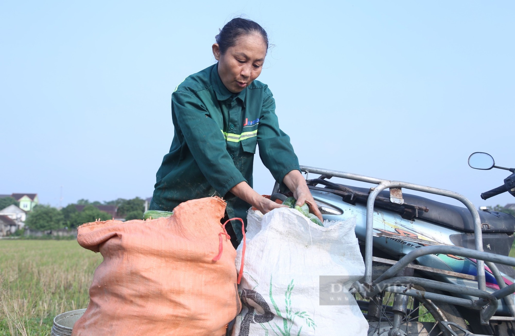 Đất vụ đông để không, nông dân Nghệ An trồng thứ cây ra quả trĩu giàn, kiếm hàng chục triệu - Ảnh 2.