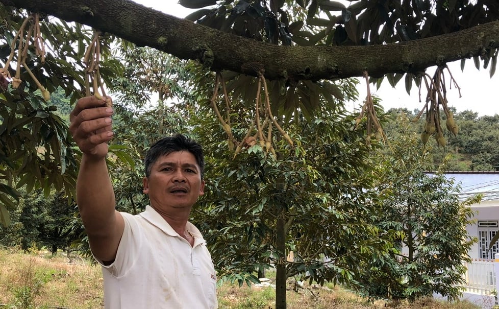 Bình Thuận: Nông dân háo hức khi sầu riêng Đa Mi được xuất khẩu sang thị trường Trung Quốc - Ảnh 2.