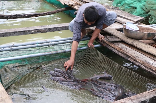 Nuôi thành công loài cá đặc sản có râu dài trên lòng hồ chứa nước ngọt ở Quảng Ngãi - Ảnh 2.