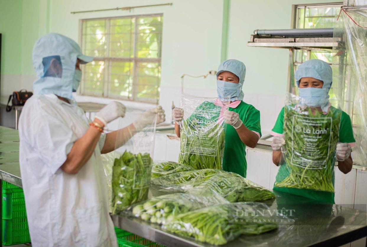 Nông dân Bình Định trồng rau &quot;siêu sạch&quot; - Ảnh 1.