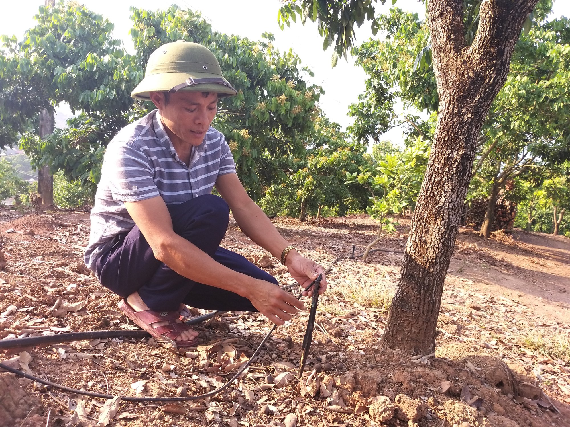 Xã hội hóa nguồn lực xây dựng vùng nguyên liệu nông, lâm sản đạt chuẩn - Ảnh 3.