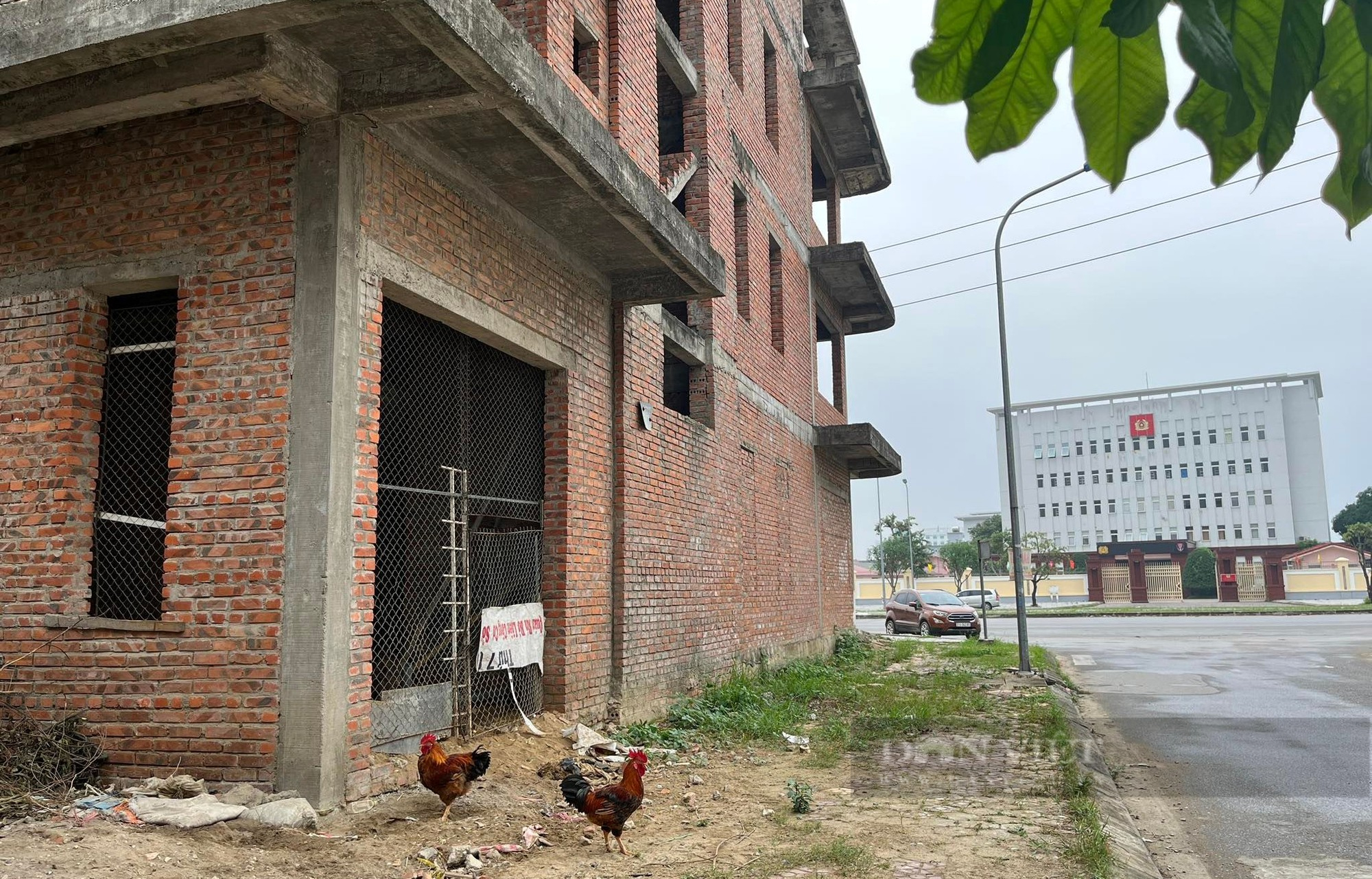 Chuyện thật như đùa, biệt thự hạng sang tại thành phố Vinh dùng để nuôi lợn, thả gà - Ảnh 2.