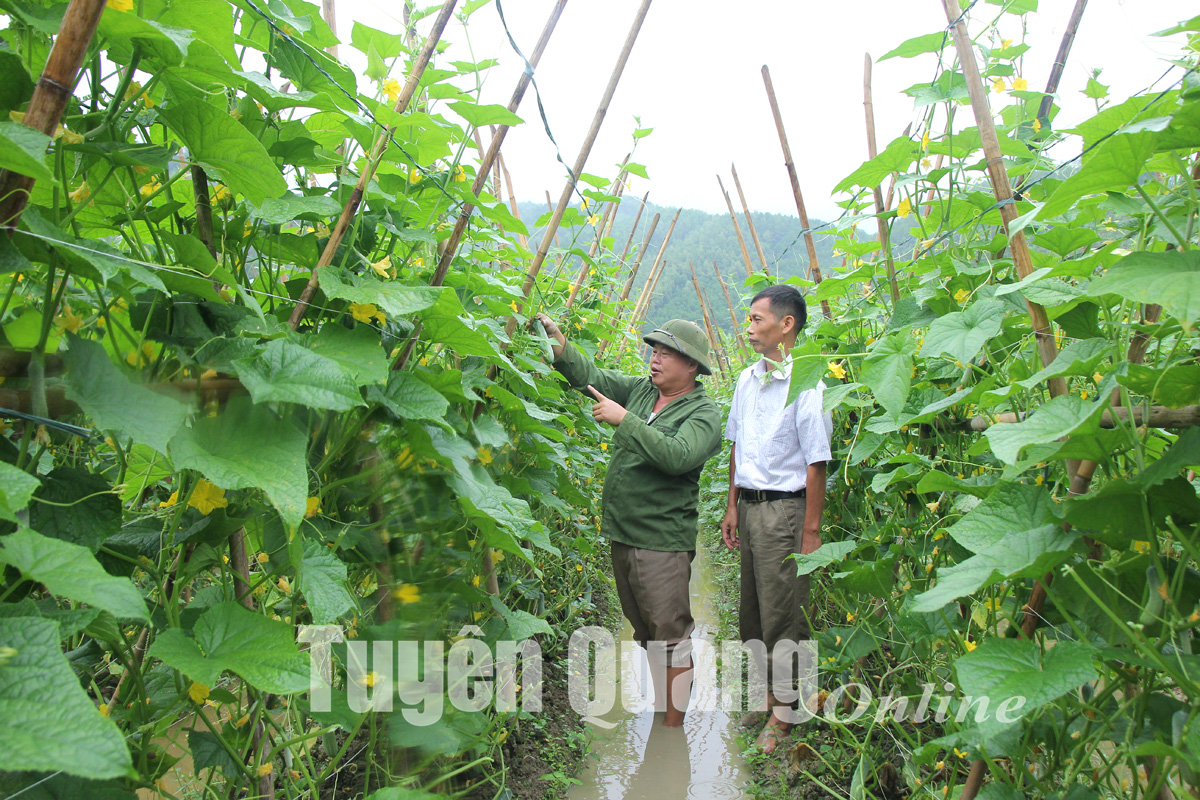 Tuyên Quang: Xe tải nườm nượp về thu mua dưa chuột, nông dân thắng lớn, thu tiền tỷ - Ảnh 1.
