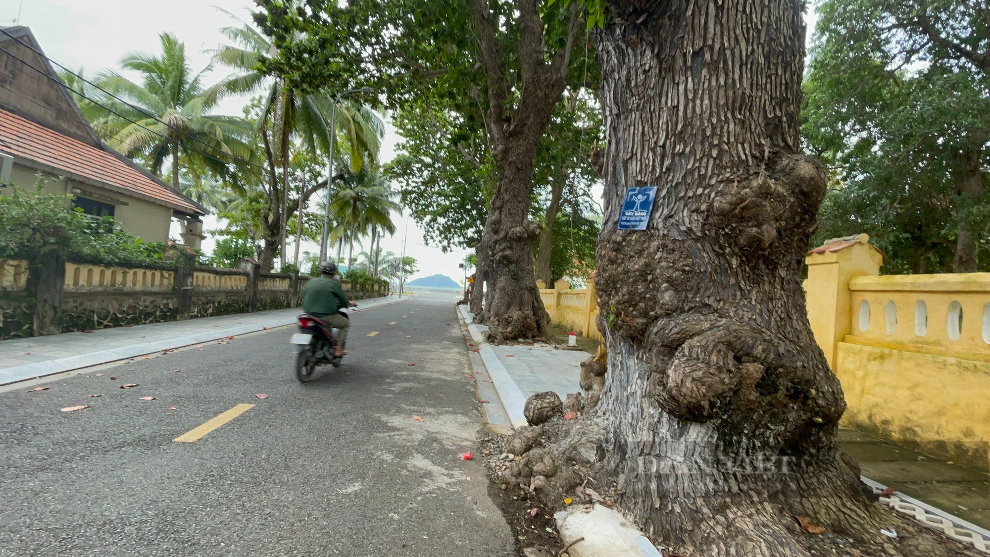 Về Côn Đảo thăm &quot;cụ bàng” di sản trăm tuổi - Ảnh 7.