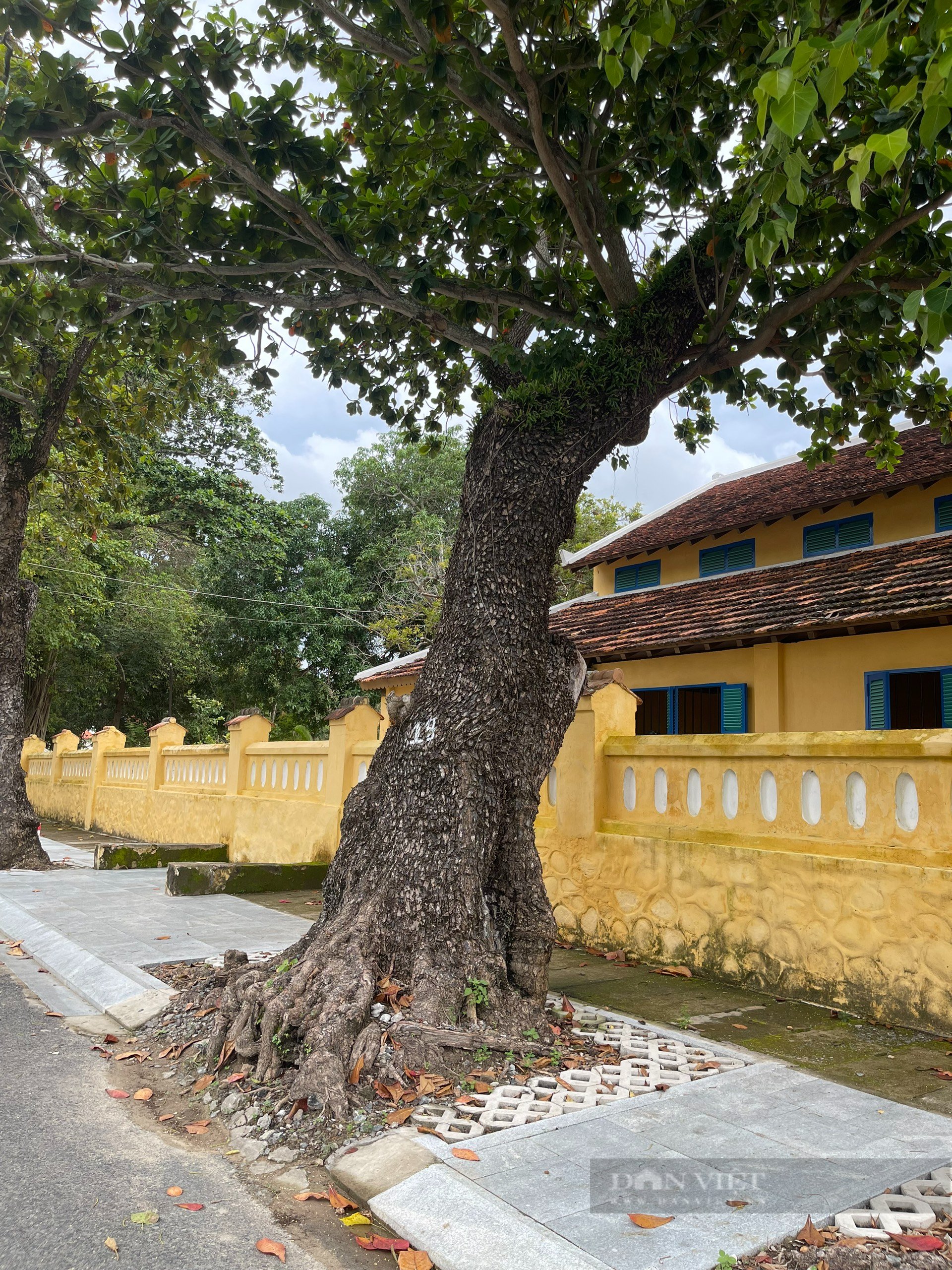 Về Côn Đảo thăm &quot;cụ bàng” di sản trăm tuổi - Ảnh 3.