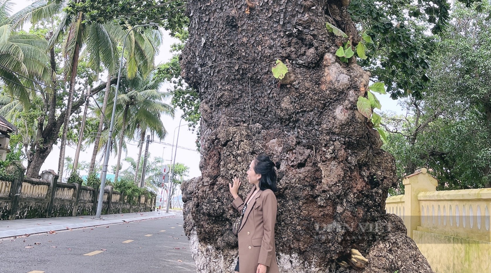Về Côn Đảo thăm &quot;cụ bàng” di sản trăm tuổi - Ảnh 5.