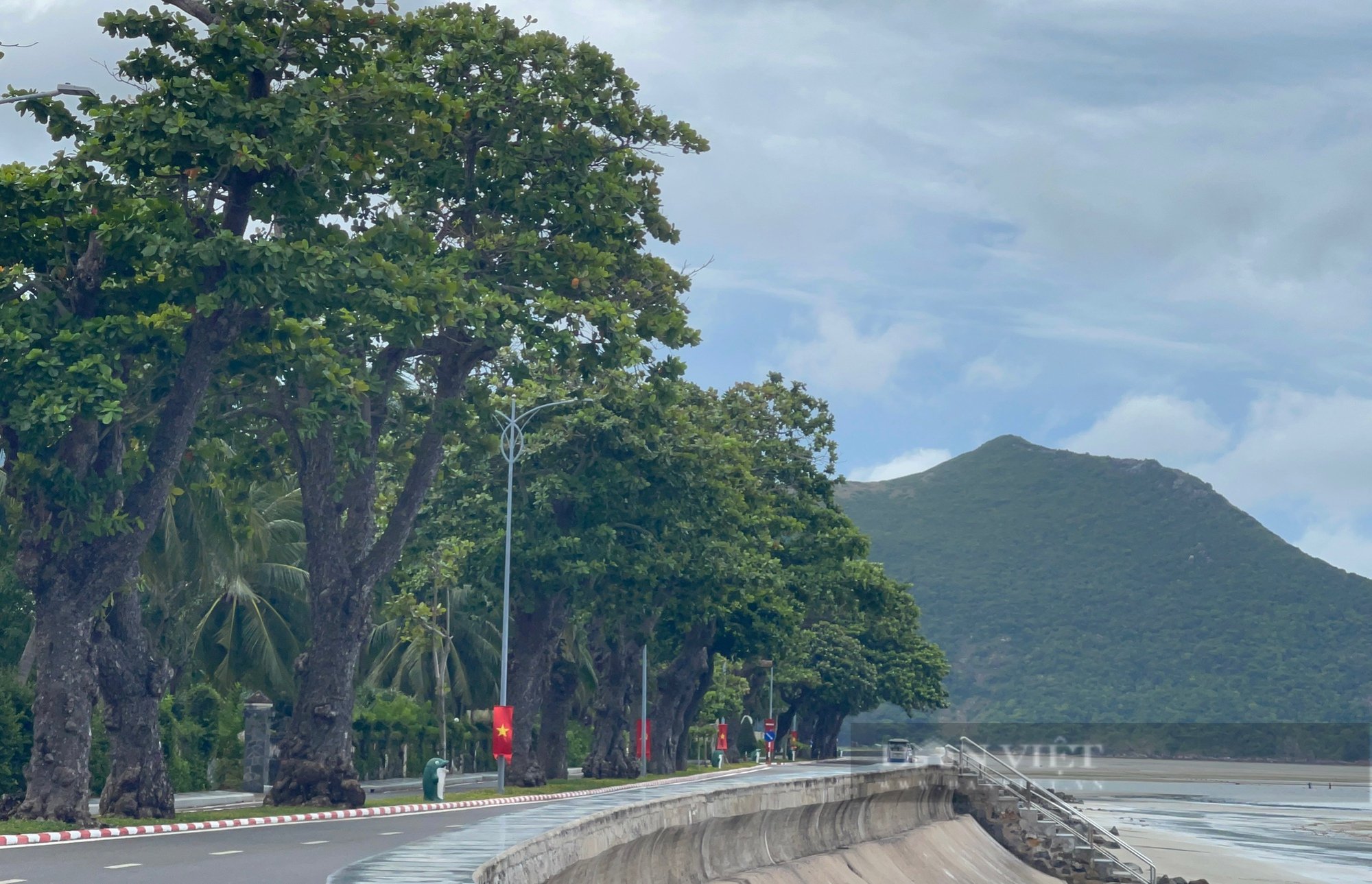 Về Côn Đảo thăm &quot;cụ bàng” di sản trăm tuổi - Ảnh 2.