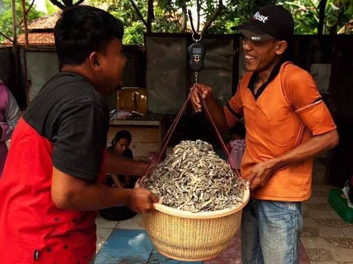 Đặc sản khô thạch sùng nổi tiếng miền Tây: Người khen ngon nức nở, kẻ cho là &quot;chạy mất dép&quot; - Ảnh 2.
