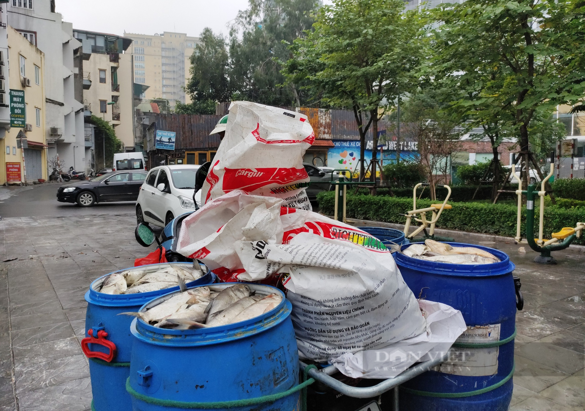 Người đàn ông vận chuyển hàng tạ cá chết rời hồ Tây mỗi ngày - Ảnh 6.