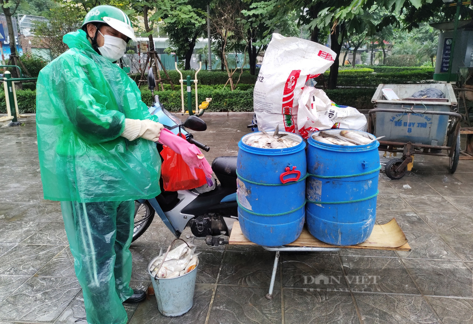 Người đàn ông vận chuyển hàng tạ cá chết rời hồ Tây mỗi ngày - Ảnh 2.