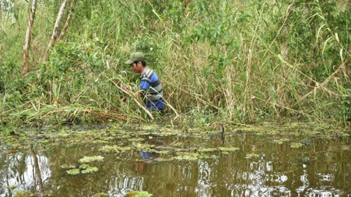 Săn cá lóc ở rừng U Minh - Ảnh 3.