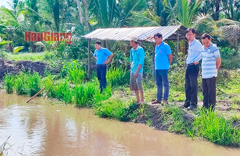 Nuôi cá trê vàng trên ruộng lúa ở Hậu Giang kéo lên bắt đạt năng suất 1,3 tấn - Ảnh 1.