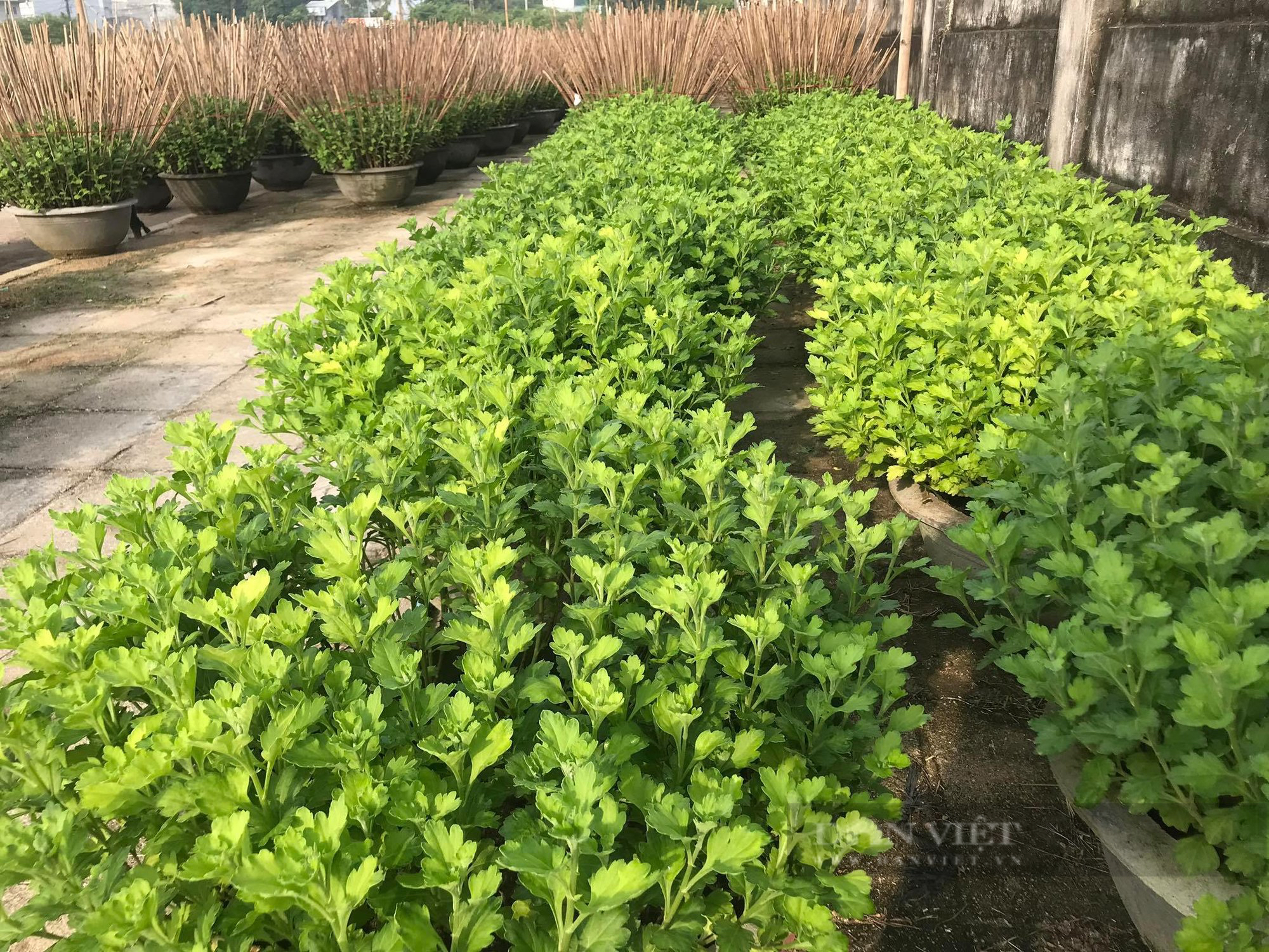 Người trồng cúc &quot;thấp thỏm&quot; nỗi lo… chờ vụ Tết vì thời tiết - Ảnh 1.