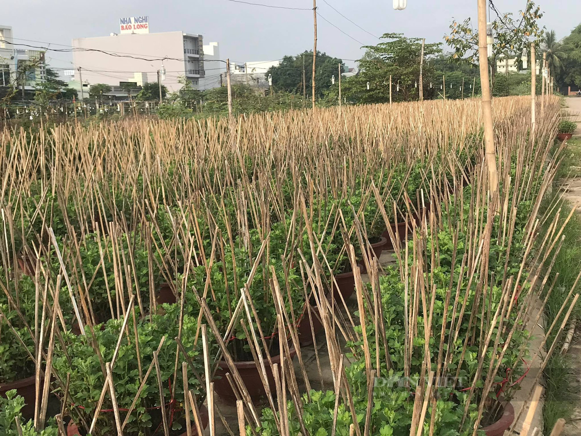 Người trồng cúc &quot;thấp thỏm&quot; nỗi lo… chờ vụ Tết vì thời tiết - Ảnh 2.