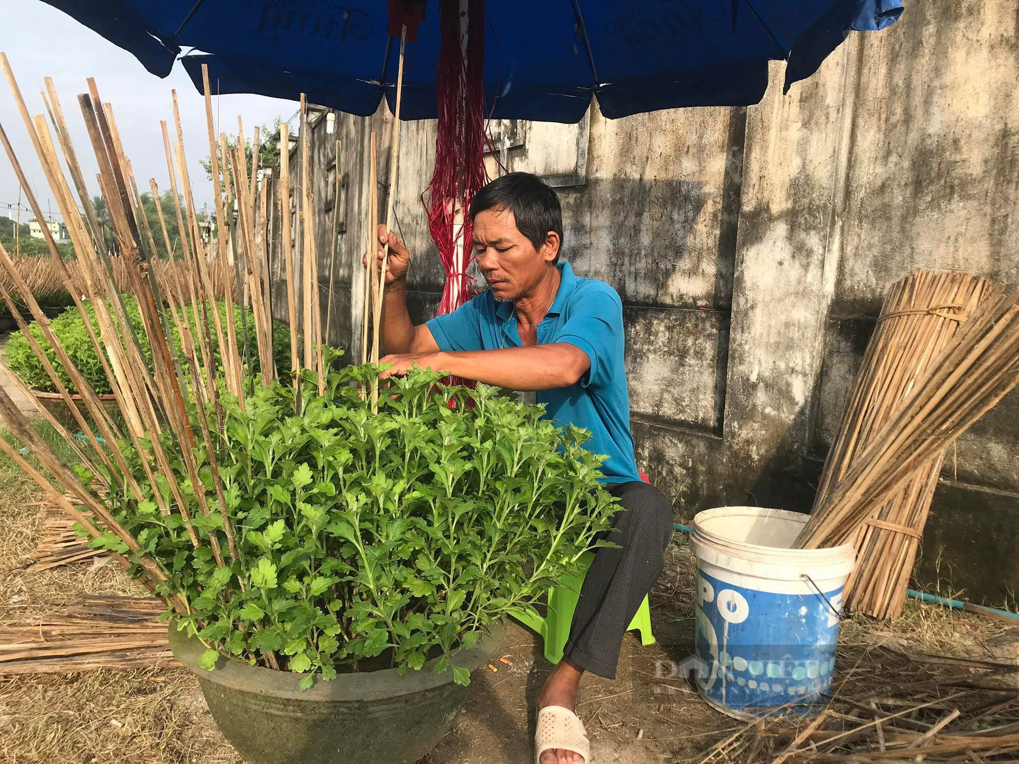 Người trồng cúc &quot;thấp thỏm&quot; nỗi lo… chờ vụ Tết vì thời tiết - Ảnh 3.