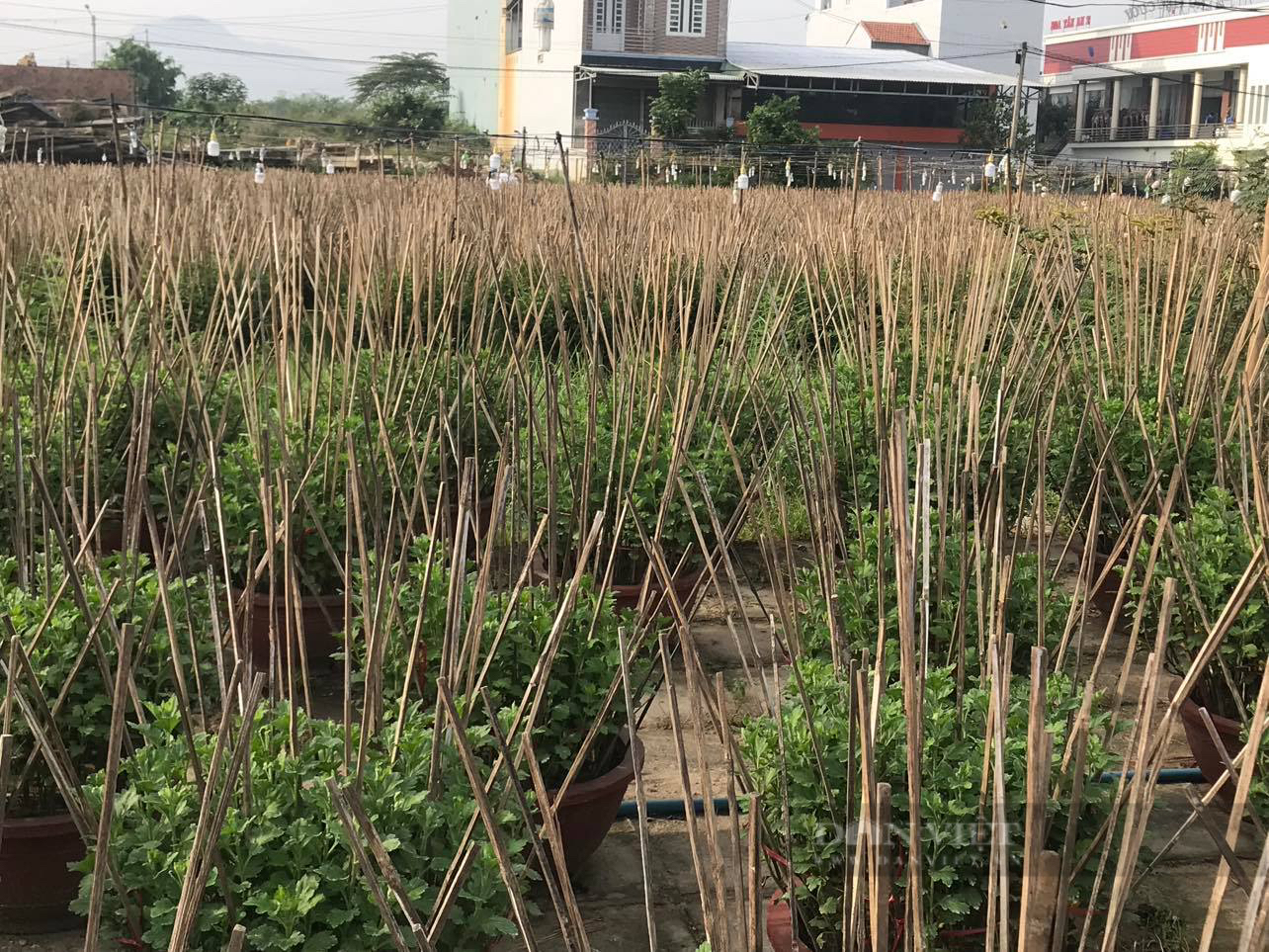 Người trồng cúc &quot;thấp thỏm&quot; nỗi lo… chờ vụ Tết vì thời tiết - Ảnh 4.