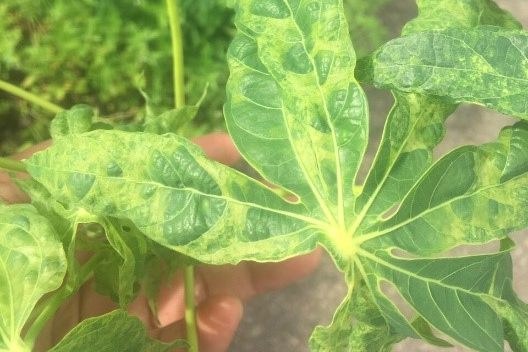 Bà Rịa - Vũng Tàu: Hàng ngàn héc-ta sắn nhiễm bệnh khảm lá - Ảnh 1. Bà Rịa - Vũng Tàu: Hàng ngàn héc-ta sắn nhiễm bệnh khảm lá - Ảnh 1.