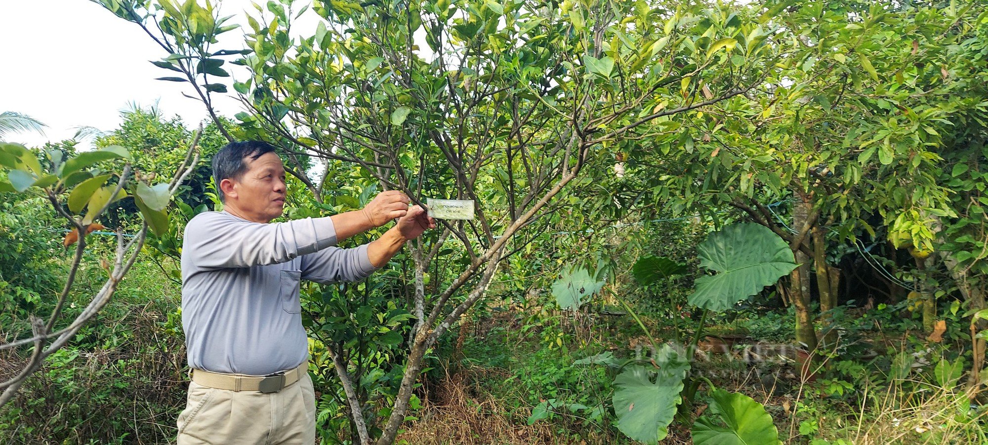 Hải Phòng:Làng Đồng Dụ khôi phục giống cam tiến vua, từ một gốc cam duy nhất còn sót lại - Ảnh 3.