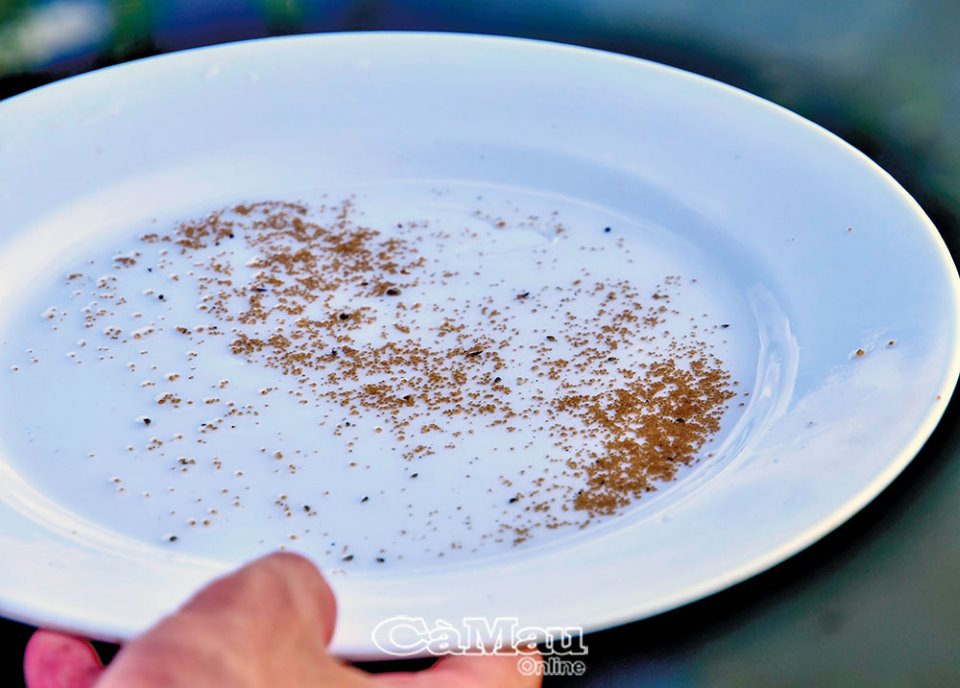 Nuôi con đặc sản chìm dưới đáy bùn, chả phải cho ăn, cứ 2ha nông dân nơi này của Cà Mau lời 500 triệu - Ảnh 1.