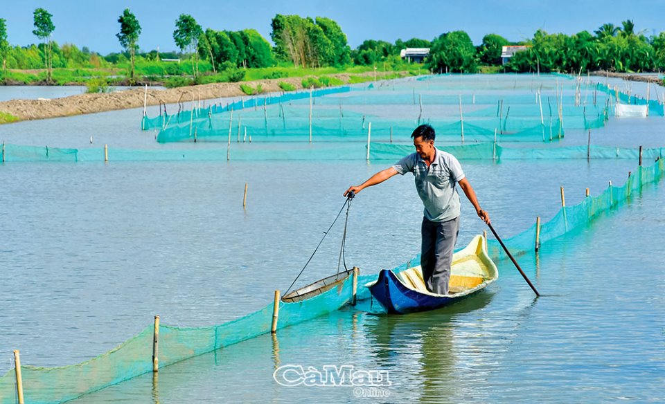 Nuôi con đặc sản chìm dưới đáy bùn, chả phải cho ăn, cứ 2ha nông dân nơi này của Cà Mau lời 500 triệu - Ảnh 3.