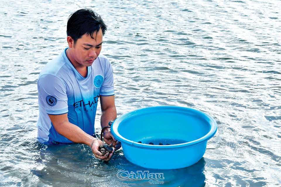 Nuôi con đặc sản chìm dưới đáy bùn, chả phải cho ăn, cứ 2ha nông dân nơi này của Cà Mau lời 500 triệu - Ảnh 4.