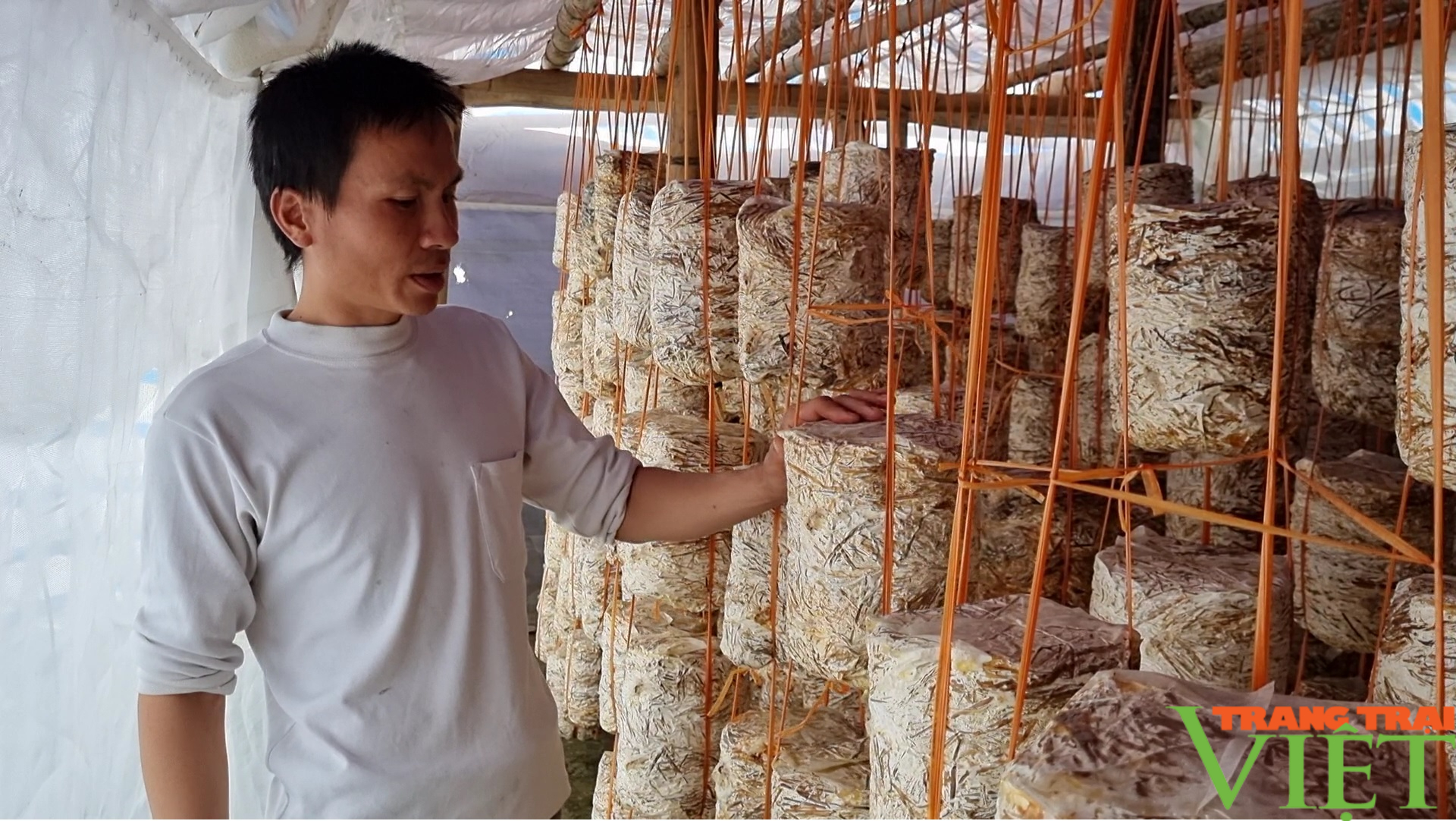 Trồng nấm bào ngư, hội viên nông dân lãi hàng trăm triệu đồng - Ảnh 2. Trồng nấm bào ngư, hội viên nông dân lãi hàng trăm triệu đồng - Ảnh 2.