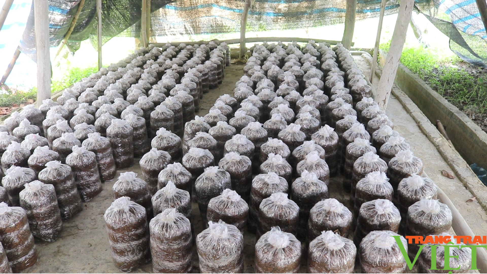 Trồng nấm bào ngư, hội viên nông dân lãi hàng trăm triệu đồng - Ảnh 6. Trồng nấm bào ngư, hội viên nông dân lãi hàng trăm triệu đồng - Ảnh 6.