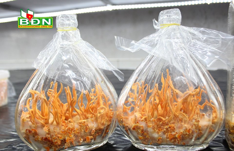 Sấy lạnh là sấy như thế nào mà rau, củ, quả Đắk Nông &quot;chạy&quot; qua máy là giá trị tăng hẳn lên? - Ảnh 1.